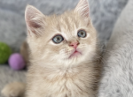 Scottish Straight Boy in peach color - Scottish Straight Kitten For Sale - Champions Gate&comma; FL&comma; US