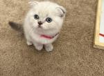 Fluffy - Scottish Fold Kitten For Sale - Carmel&comma; NJ&comma; US