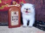Azul chocolate lynx point - Exotic Kitten For Sale - Conroe&comma; TX&comma; US