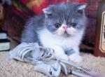 Camie's litter - Exotic Kitten For Sale - Conroe&comma; TX&comma; US