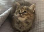 Muffy the ragcoon - Ragdoll Kitten For Sale - Saugerties&comma; NY&comma; US