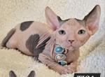 Sphynx DBE Girl Gaiia  TICA rights - Sphynx Kitten For Sale - Lockport&comma; IL&comma; US