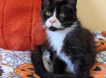 Merlin - Maine Coon Kitten For Sale - Freysville&comma; PA&comma; US