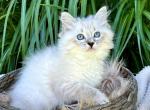 Opal B litter  Bella - Siberian Kitten For Sale - Conyngham&comma; PA&comma; US