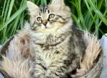Opal B litter  Blossom - Siberian Kitten For Sale - Conyngham&comma; PA&comma; US