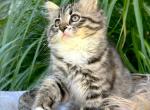 Opal B litter  Boots - Siberian Kitten For Sale - Conyngham&comma; PA&comma; US