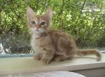 Curly Skookum Benny - Munchkin Kitten For Sale - AL&comma; US