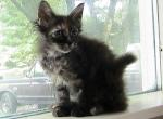 Butterfly LaPerm Girl - LaPerm Kitten For Sale - AL&comma; US