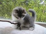Quim Siberian - Siberian Kitten For Sale - AL&comma; US