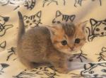 Daisy - Munchkin Kitten For Sale - Berlin&comma; NJ&comma; US