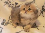 Lola - Scottish Fold Kitten For Sale - Berlin&comma; NJ&comma; US