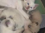 Maddie - Siamese Kitten For Sale - Phila&comma; PA&comma; US