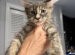 Bonnie - Maine Coon Cat For Sale - Hollywood&comma; FL&comma; US