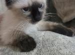 Chocolate Seal Point Ragdoll - Ragdoll Cat For Sale - Eau Claire&comma; WI&comma; US