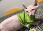 Plato Dwelf Male Kitty Special Price for 2 - Sphynx Kitten For Sale - Gibsonton&comma; FL&comma; US