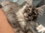Purebred Maine Coon Dexter - Maine Coon Kitten For Sale - St&period; Louis&comma; MO&comma; US