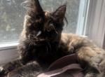 Purebred Maine Coon Delphine - Maine Coon Kitten For Sale - St&period; Louis&comma; MO&comma; US