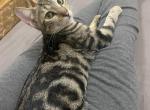 Sahara - Bengal Cat For Sale - Carmel&comma; NJ&comma; US