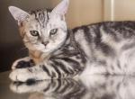 Ella - British Shorthair Cat For Sale - Copperas Cove&comma; TX&comma; US