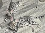 Silver Bengal Male Black - Bengal Cat For Sale - AR&comma; US