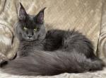 Misty - Maine Coon Cat For Sale - Ocala&comma; FL&comma; US