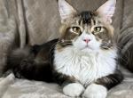 Theodore - Ragdoll Cat For Sale - Ocala&comma; FL&comma; US