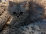 Sweetie CFA Registered Silver Shaded Persian - Persian Kitten For Sale - Perry&comma; FL&comma; US