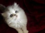 Dora1 - Persian Kitten For Sale - Cayce&comma; SC&comma; US