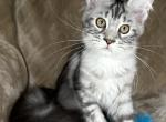 Sophia - Maine Coon Cat For Sale - Ocala&comma; FL&comma; US