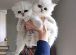 persian boys - Persian Kitten For Sale - Barrington&comma; IL&comma; US