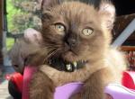 Lynx point beauty - Highlander Kitten For Sale - Laingsburg&comma; MI&comma; US