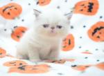 Hocus Pocus Winifred - Exotic Kitten For Sale - Central&comma; SC&comma; US