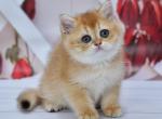 Jinger - British Shorthair Kitten For Sale - Los Angeles&comma; CA&comma; US