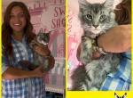 ForeverHolmes MCO May 5th yellow female - Manx Cat For Sale - Waxahachie&comma; TX&comma; US