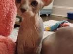 Female 1 bicolored - Sphynx Kitten For Sale - Ewing&comma; NJ&comma; US