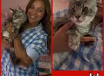 Forever Holmes MCO May 5th Red Male - Maine Coon Cat For Sale - Waxahachie&comma; TX&comma; US