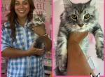 Forever Holmes MCO May 5th Pink Female - Maine Coon Cat For Sale - Waxahachie&comma; TX&comma; US