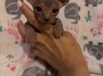 Male 1 Blue - Sphynx Kitten For Sale - Ewing&comma; NJ&comma; US