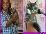Forever Holmes MCO May5th Purple Female - Maine Coon Cat For Sale - Waxahachie&comma; TX&comma; US