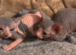 Pandora July Litter - Sphynx Kitten For Sale - Ewing&comma; NJ&comma; US