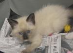 Twix Ragdoll Siamese Ragamese Kitten - Siamese Kitten For Sale - Oak Forest&comma; IL&comma; US