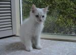 Quinlan Siberian - Siberian Kitten For Sale - AL&comma; US