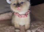 Snickers Seal Point Mitted Ragdoll Siamese Ragames - Siamese Kitten For Sale - Oak Forest&comma; IL&comma; US