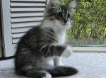 Qiyara Siberian - Siberian Kitten For Sale - AL&comma; US