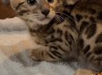CUTIE - Bengal Cat For Sale - Christmas&comma; FL&comma; US