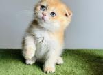 Loki - Scottish Fold Kitten For Sale - Atlanta&comma; GA&comma; US