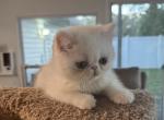Casper - Exotic Kitten For Sale - Palm Coast&comma; FL&comma; US