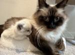 Mary - Ragdoll Cat For Sale - Ocala&comma; FL&comma; US