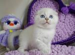 Platon - Scottish Fold Cat For Sale - Samar&comma; Dnipropetrovsk Oblast&comma; UA