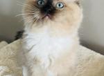 Royce - Ragdoll Kitten For Sale - Saint Clair&comma; MI&comma; US